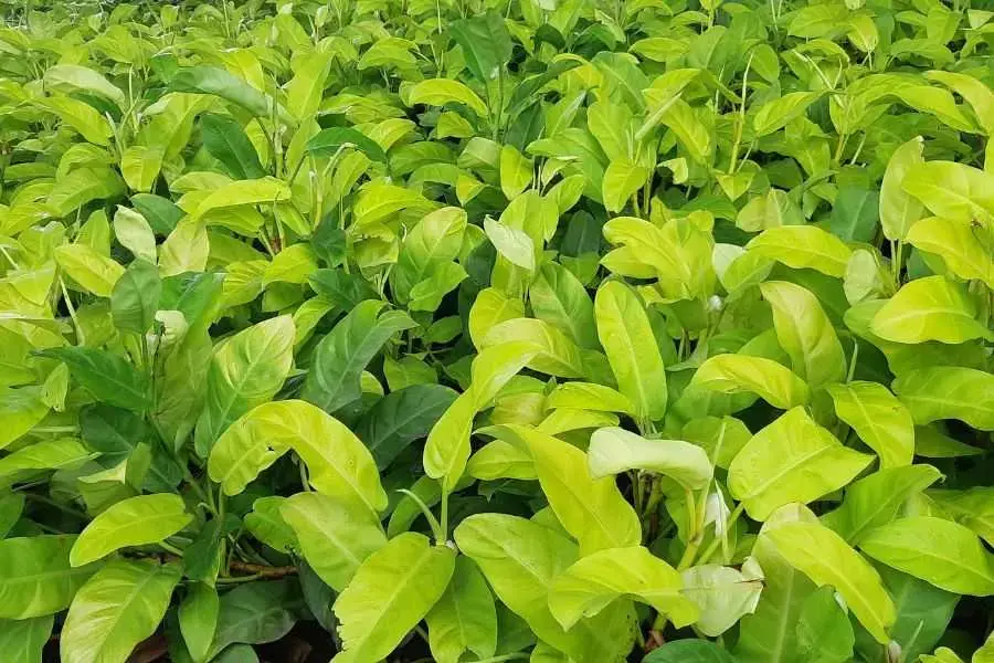 Lá trầu bà vàng sẽ dài hơn so với những loại khác