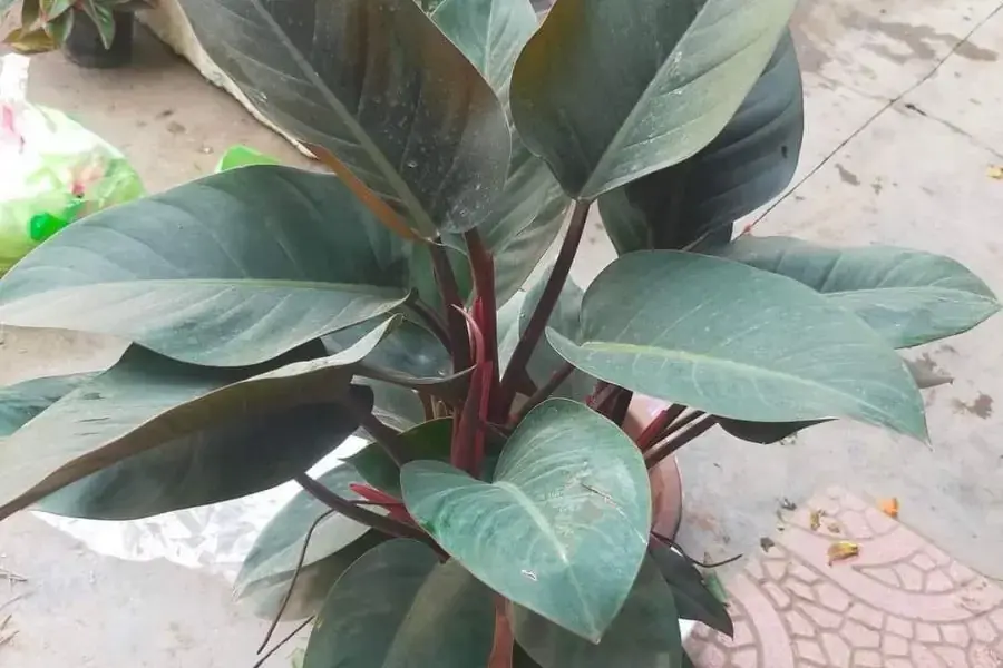 Cách trồng cây trầu bà đế vương đơn giản và phổ biến nhất chính là tách bụi.