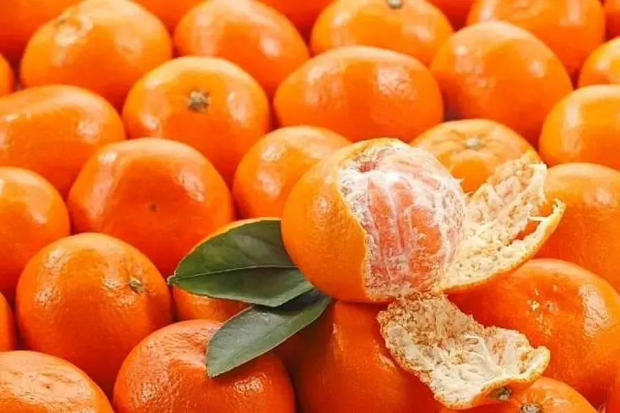 Quýt thường