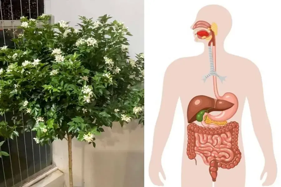 Hệ tiêu hóa sẽ hoạt động trơn tru hơn nhờ tính ấm của lá nguyệt quế.
