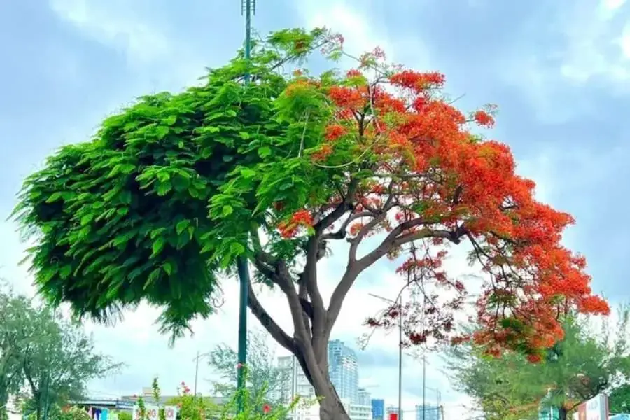 Cây phượng tượng trưng cho một mùa vụ tốt đẹp nếu xét theo quan niệm Hán Việt. 