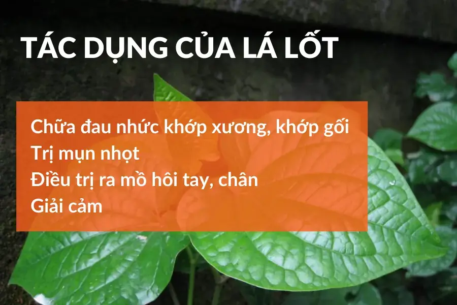 Tổng hợp tác dụng của lá lốt