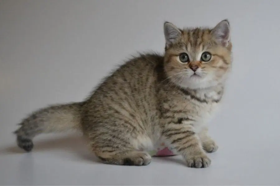 Màu lông tabby xám trắng, điểm xuyết sọc vằn nâu đen ở mèo Anh lông ngắn.