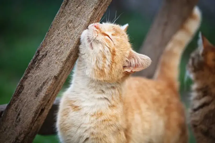 Nhiễm khuẩn da là một vấn đề phổ biến ở mèo, do vi khuẩn phát triển.