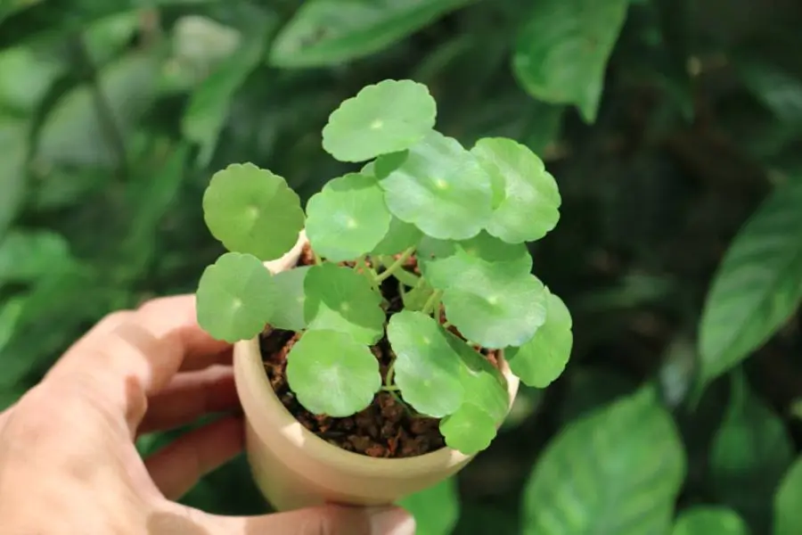 Cây rau má dù phù hợp trồng trong bóng râm, giúp cây có thể phát triển xanh tốt hơn.