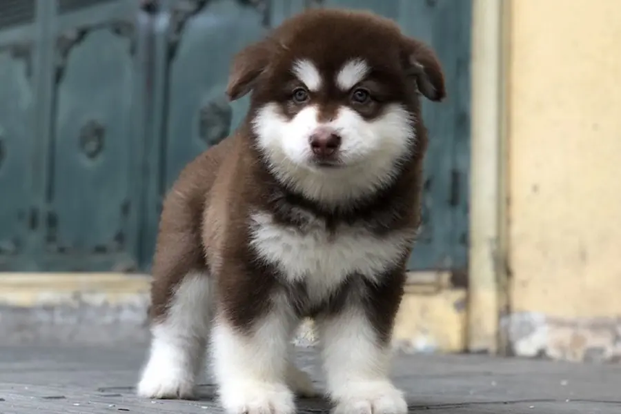 Chó Alaska 2 tháng tuổi có thể tập ăn thức ăn mềm.