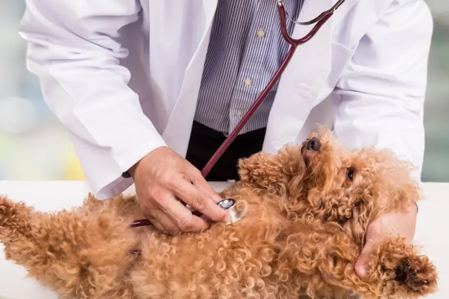 Kiểm tra sức khỏe định kỳ cho Poodle giúp phát hiện bệnh và điều trị kịp thời.