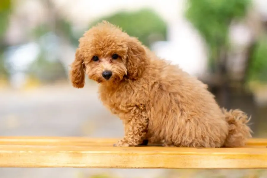Thời điểm huấn luyện tốt nhất cho Poodle là từ 2 tháng tuổi.