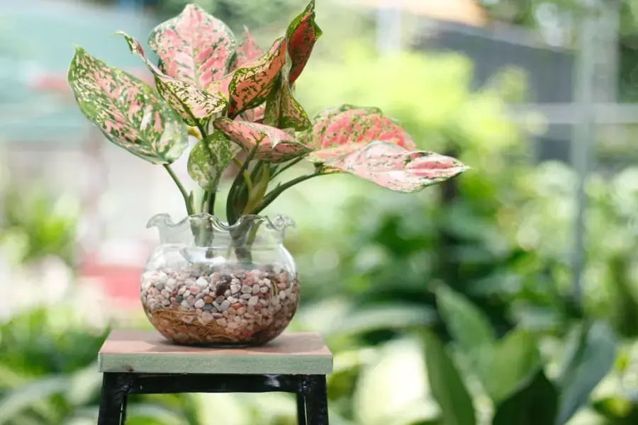 Những lưu ý đặc biệt cần nhớ khi trồng cây thủy sinh