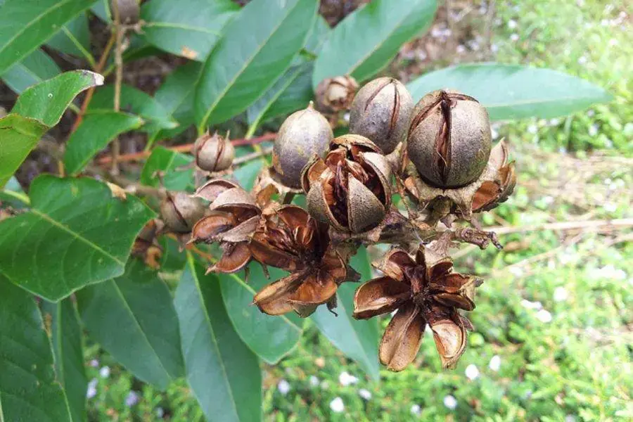 Lựa chọn hạt giống chắc, già và chín.