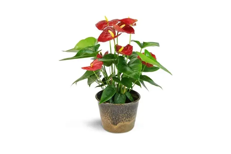 Cây Hồng Môn biểu tượng cho tình yêu bất diệt, ý chí vươn lên và thành công