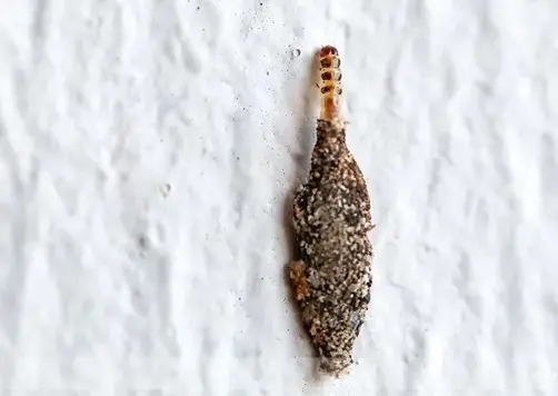Kamitetep atau ulat kantong adalah larva dari ngengat Phereoeca allutella.