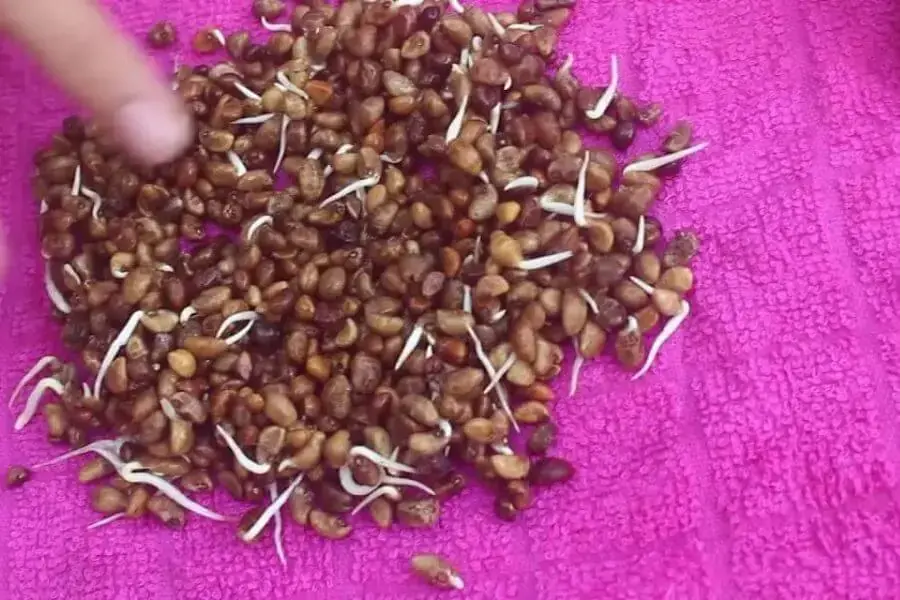 Ngâm và ủ hạt rau muống cho đến khi nảy mầm