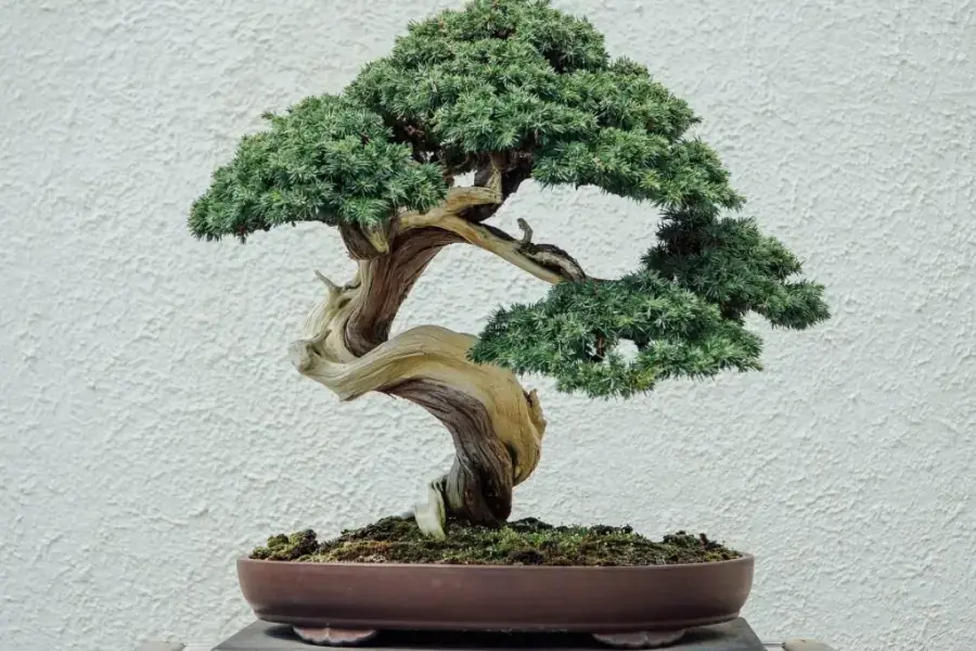 Phương pháp buộc dây nhôm vào thanh cành trong kỹ thuật uốn cây cảnh
