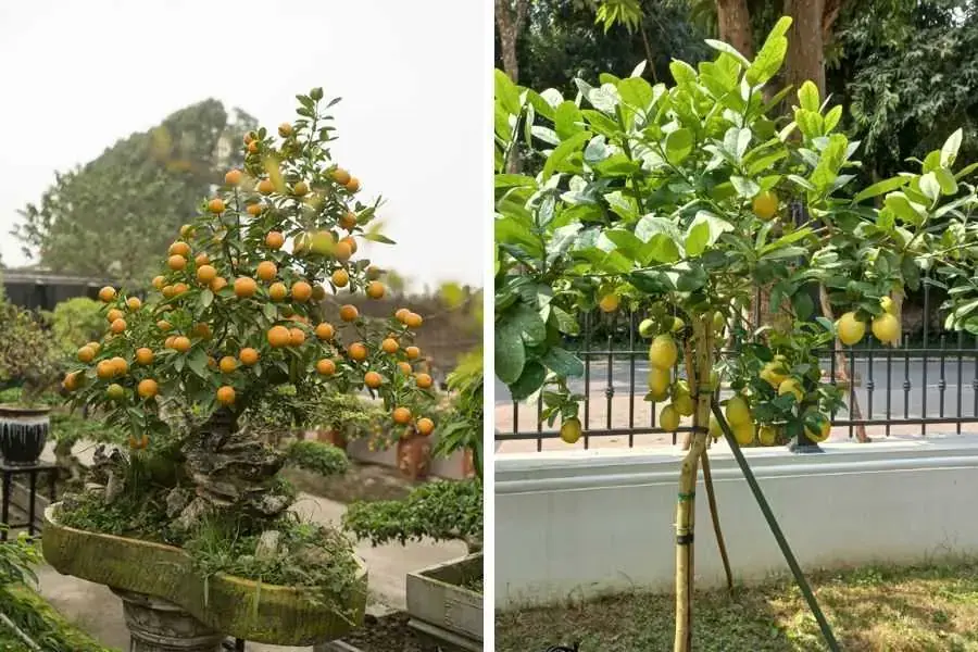Cây thuộc họ cam chanh với đặc điểm sai trĩu quả, đại diện cho sung túc, đủ đầy