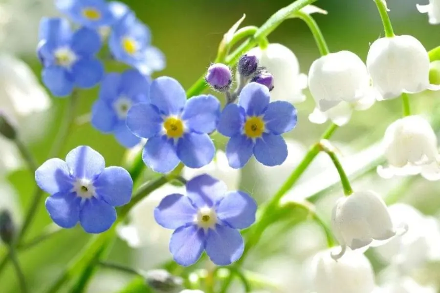 Hoa lưu ly mang đến nét đẹp tinh tế, trang nhã cho không gian phòng khách