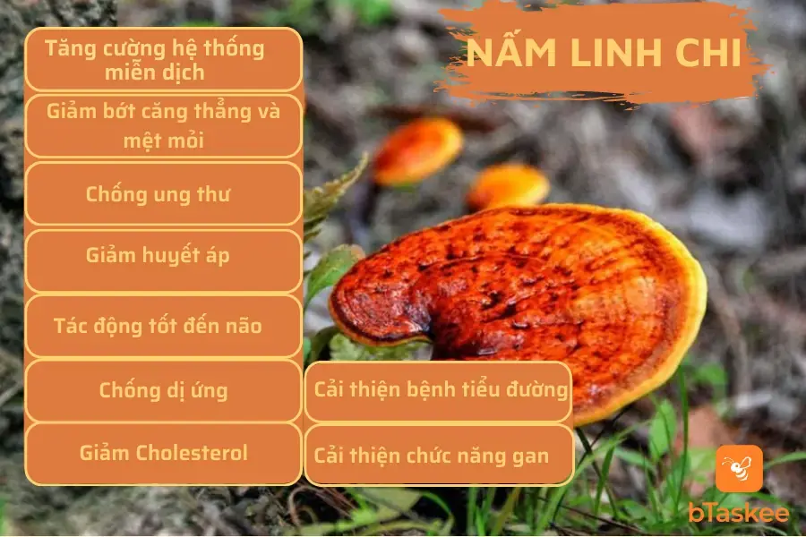 Các lợi ích sức khỏe của nấm linh chi