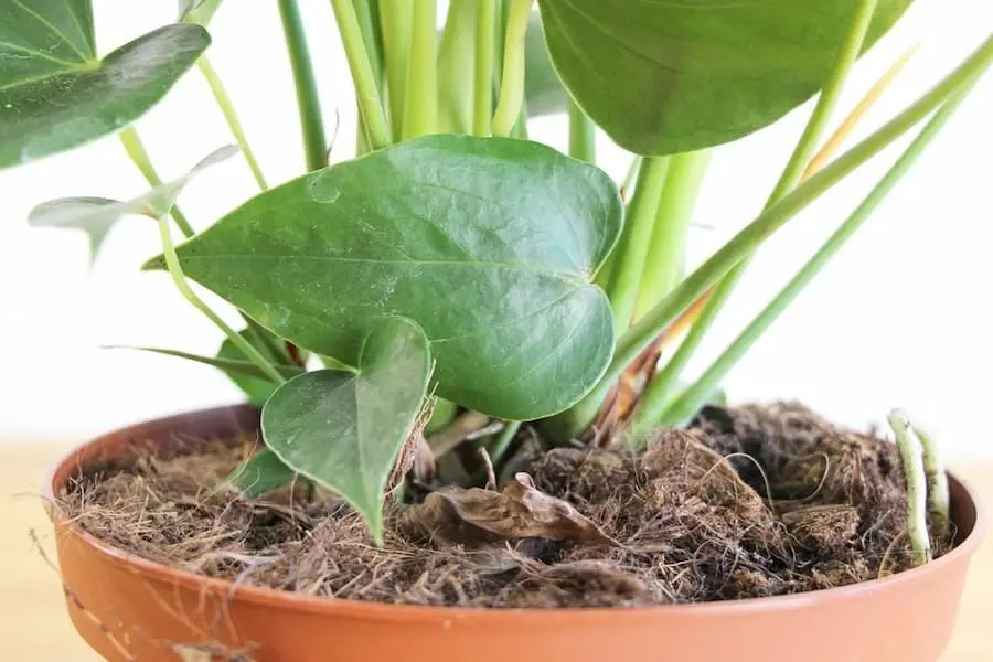Đặt cây vào chậu và đảm bảo rễ được che phủ hoàn toàn dưới lớp đất.