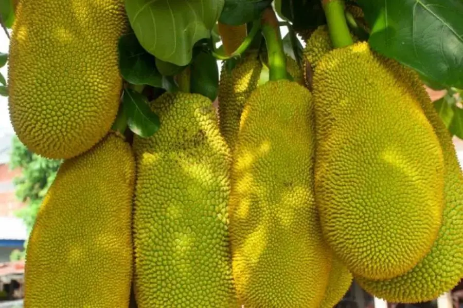 Quả mít