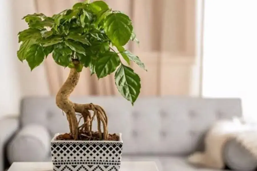 Cây dễ dàng phù hợp với nhiều vị trí trưng bày.