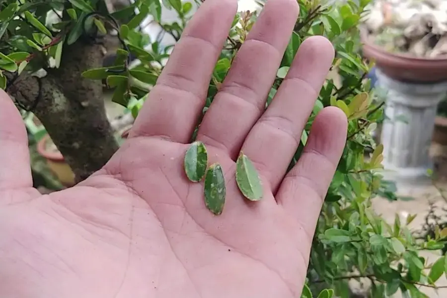 Hải Châu bị bệnh vàng lá.