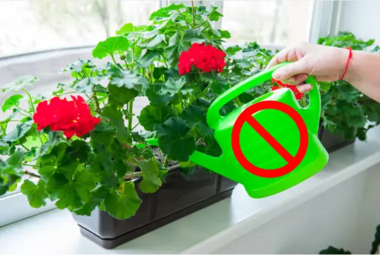 Nên hạn chế tưới nước để hoa lâu nở.