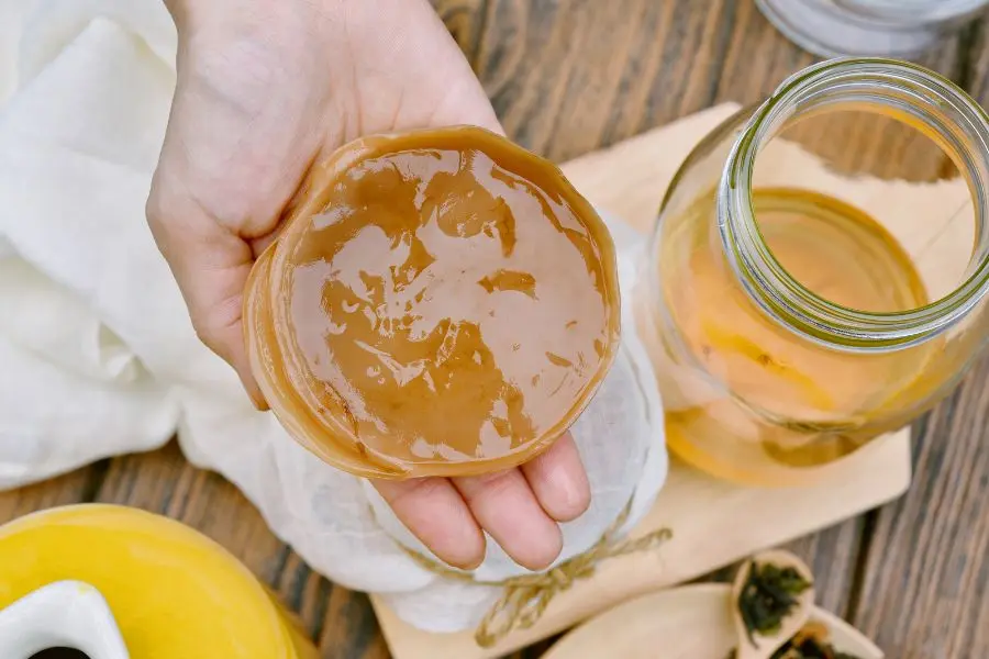 Giá bán con giống Scoby rất phải chăng, từ 50K - 100K/con.