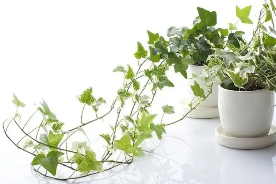 Cây thường xuân có khả năng ngăn chặn các chất gây ung thư từ khói thuốc lá