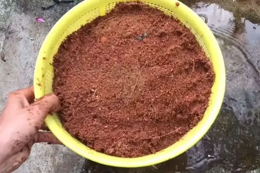 Chuẩn bị đất trồng hoa hồng tơi xốp, thoát nước tốt