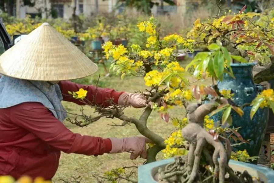 Cách chăm sóc mai sau Tết từ tháng 1 đến tháng 2.