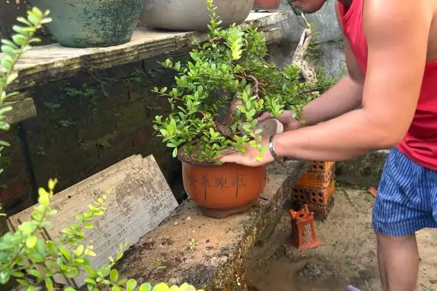 Trồng Hải Châu vào chậu.