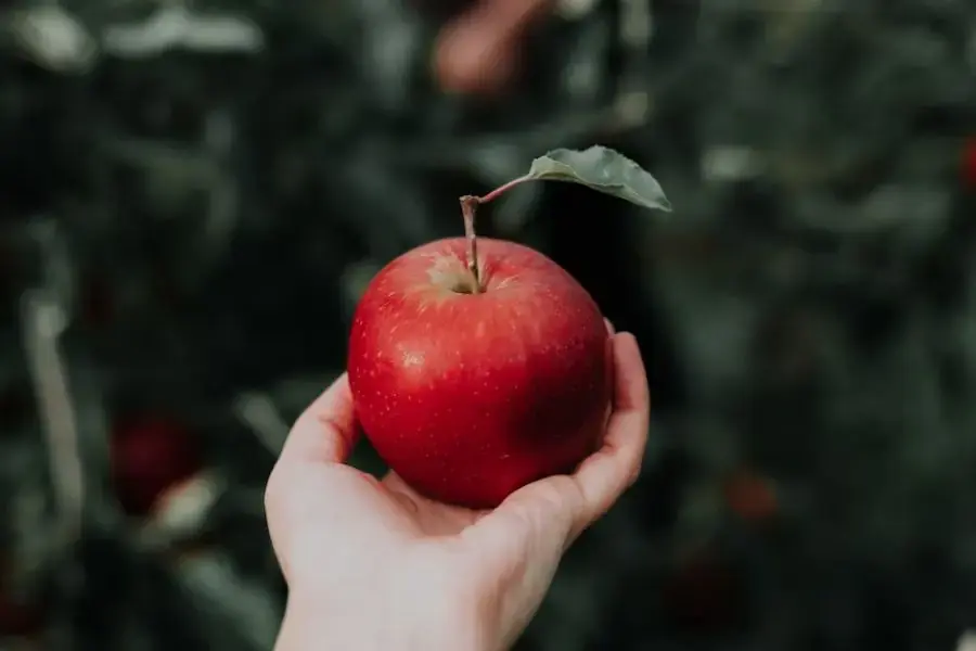 Táo ngon và ngọt thường có hình dáng cân đối, màu đỏ sậm đều