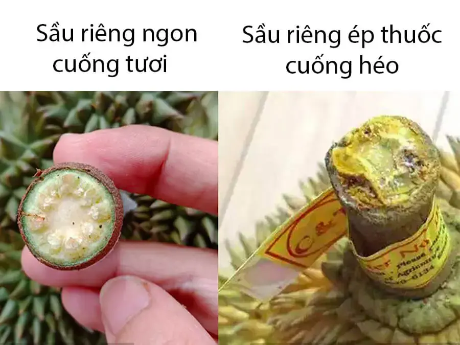 Cuống của sầu riêng dùng thuốc bị héo, có màu vàng và không còn xanh, cứng (nguồn: Bách Hóa Xanh)