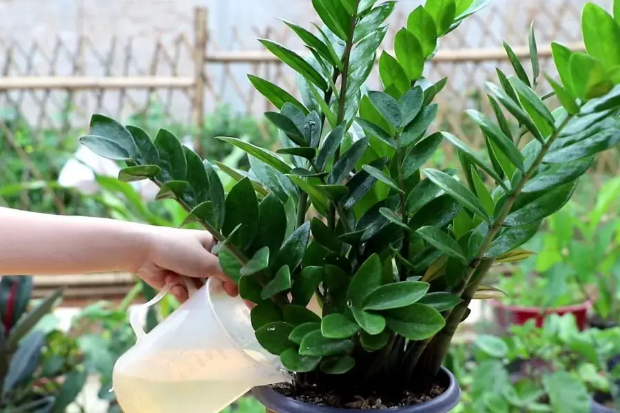 Tưới quá nhiều nước sẽ dẫn đến tình trạng cây bị ngập úng