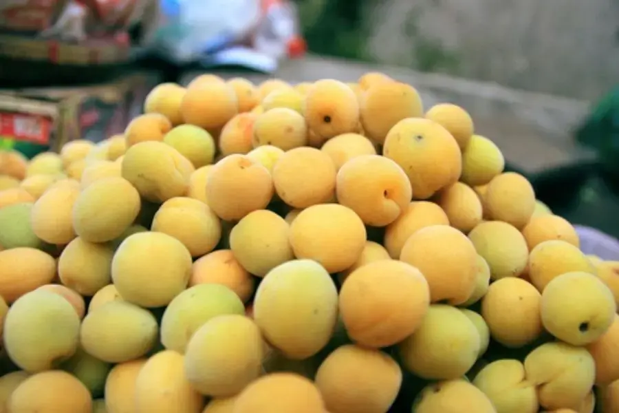 Mơ vàng