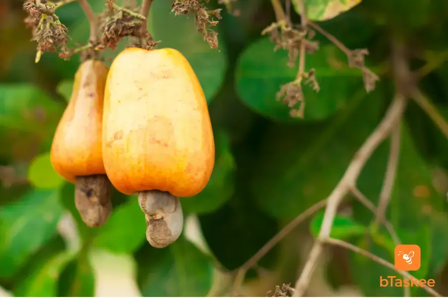 Hạt điều có nguồn gốc ở Brazil