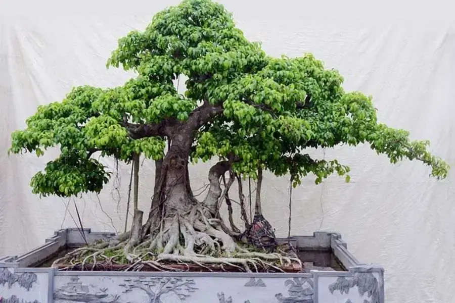 Cây si được trồng làm cảnh, mang đến nhiều tài lộc cho gia chủ.