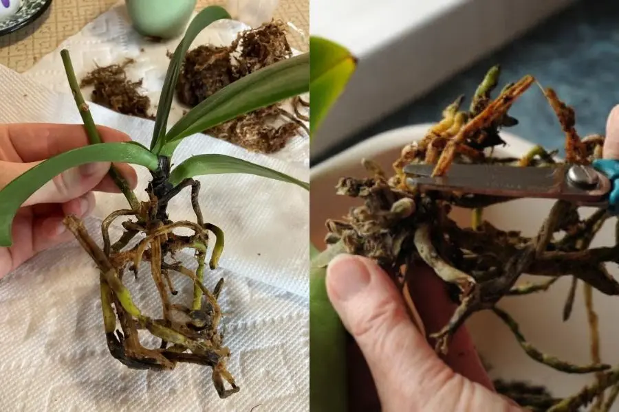 Cắt bỏ phần rễ hư của địa lan.