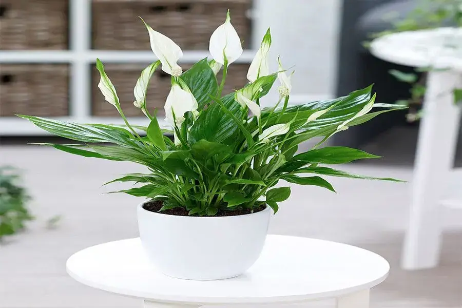 Cây lan ý có thể được trồng trong nhà vệ sinh hoặc bất kỳ không gian nào trong nhà