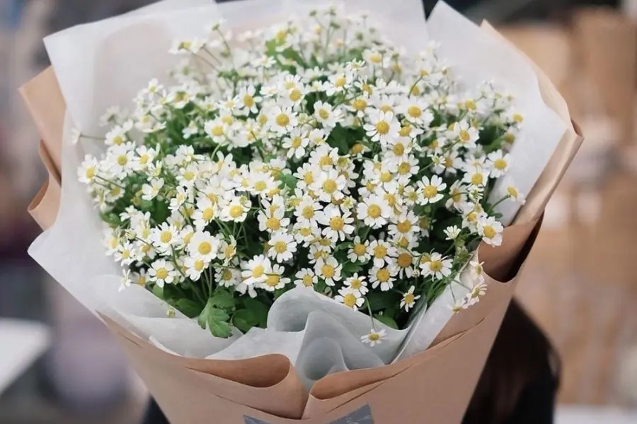 Hoa cúc họa mi mang ý nghĩa mong muốn được đồng hành cùng vợ trong mọi hoàn cảnh.