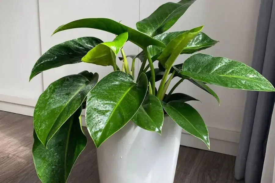 Cây trầu bà đế vương mang lại tài lộc, may mắn và bình an cho gia chủ.