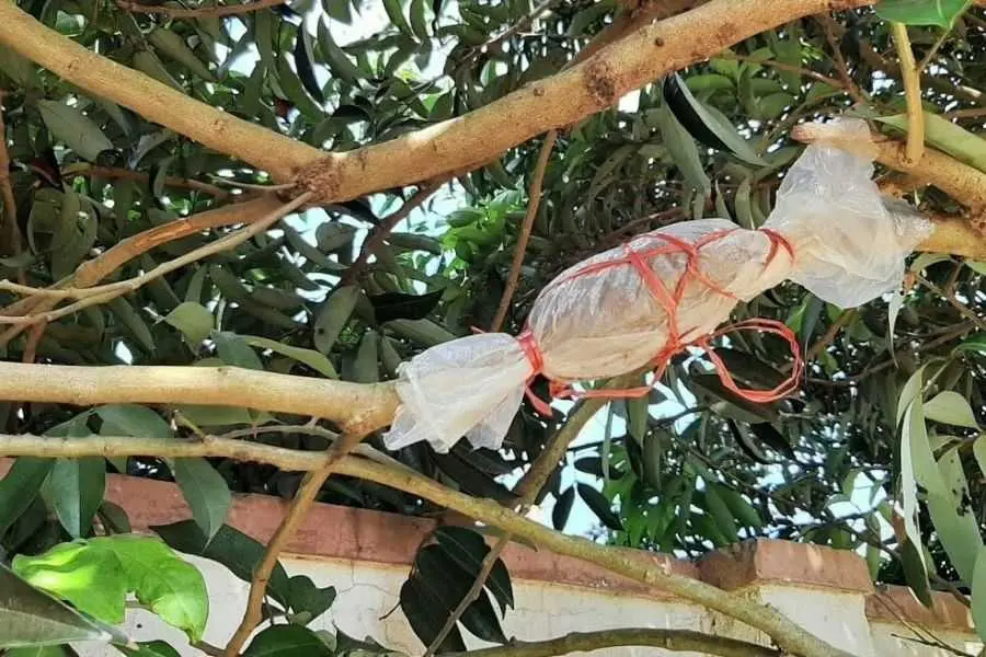 Quy trình chiết cành cây đại phú gia tương tự giống các cây khác.