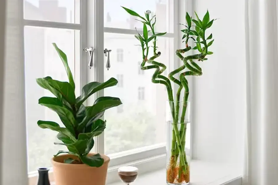 Đặt cây tại nơi có đủ ánh sáng.