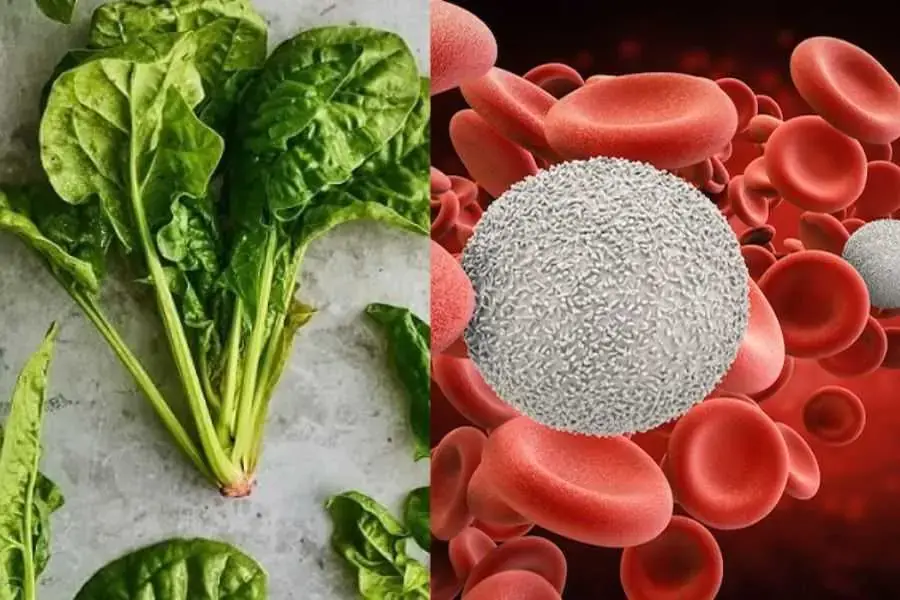 Rau Bina chứa hàm lượng chất xơ, lutein, folate, sắt và canxi cao.