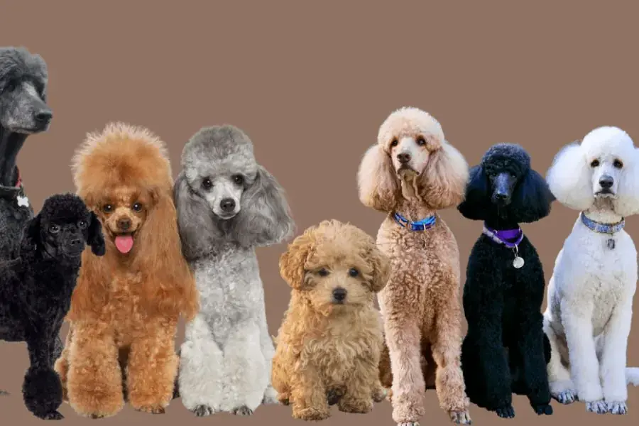 5 loại chó Poodle đen chính là Tiny Poodle, Toy Poodle, Miniature Poodle, Standard Poodle và Teacup Poodle.