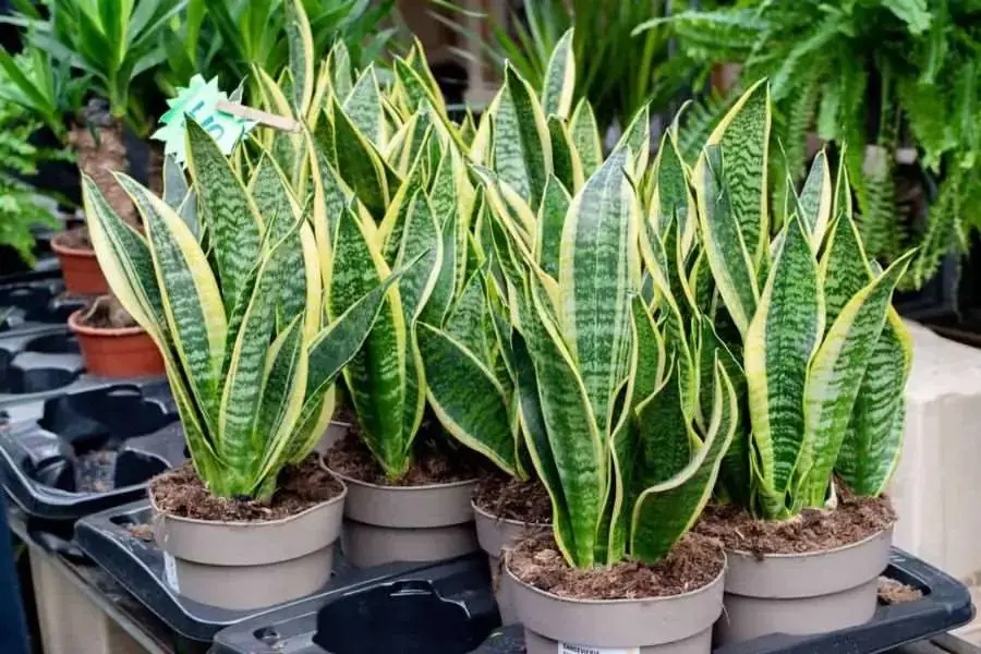 Tác dụng của cây lưỡi hổ có thể chữa rất nhiều bệnh như về tai mũi hỏng, tiêu hóa,...