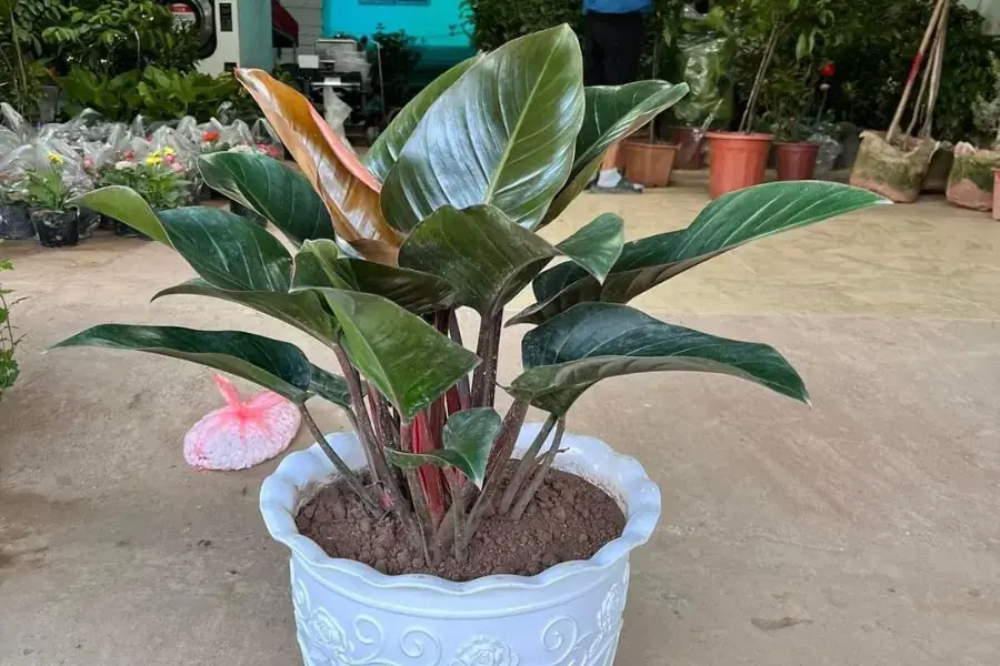 Khi trồng cây trầu bà đế vương, người trồng cần chăm chỉ tưới nước cho cây phát triển.