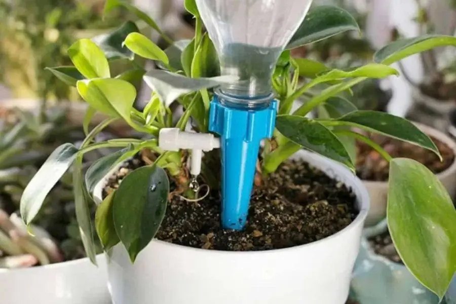 Gắn đầu nhỏ giọt vào chai nước và cắm xuống đất