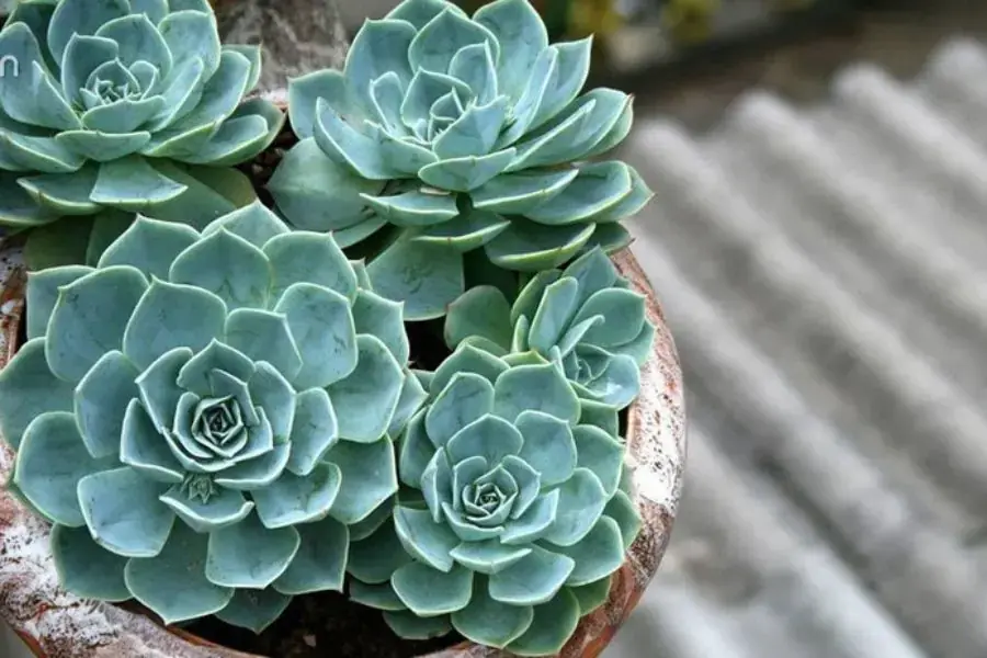 Người mệnh Thủy nên trồng sen đá có màu xanh dương