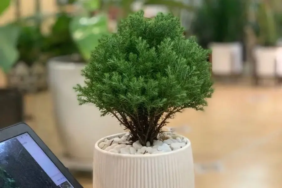 Cây Tùng Bồng Lai có lá hình kim, màu xanh bóng, mọc dày đặc và tạo thành đám mây xanh.